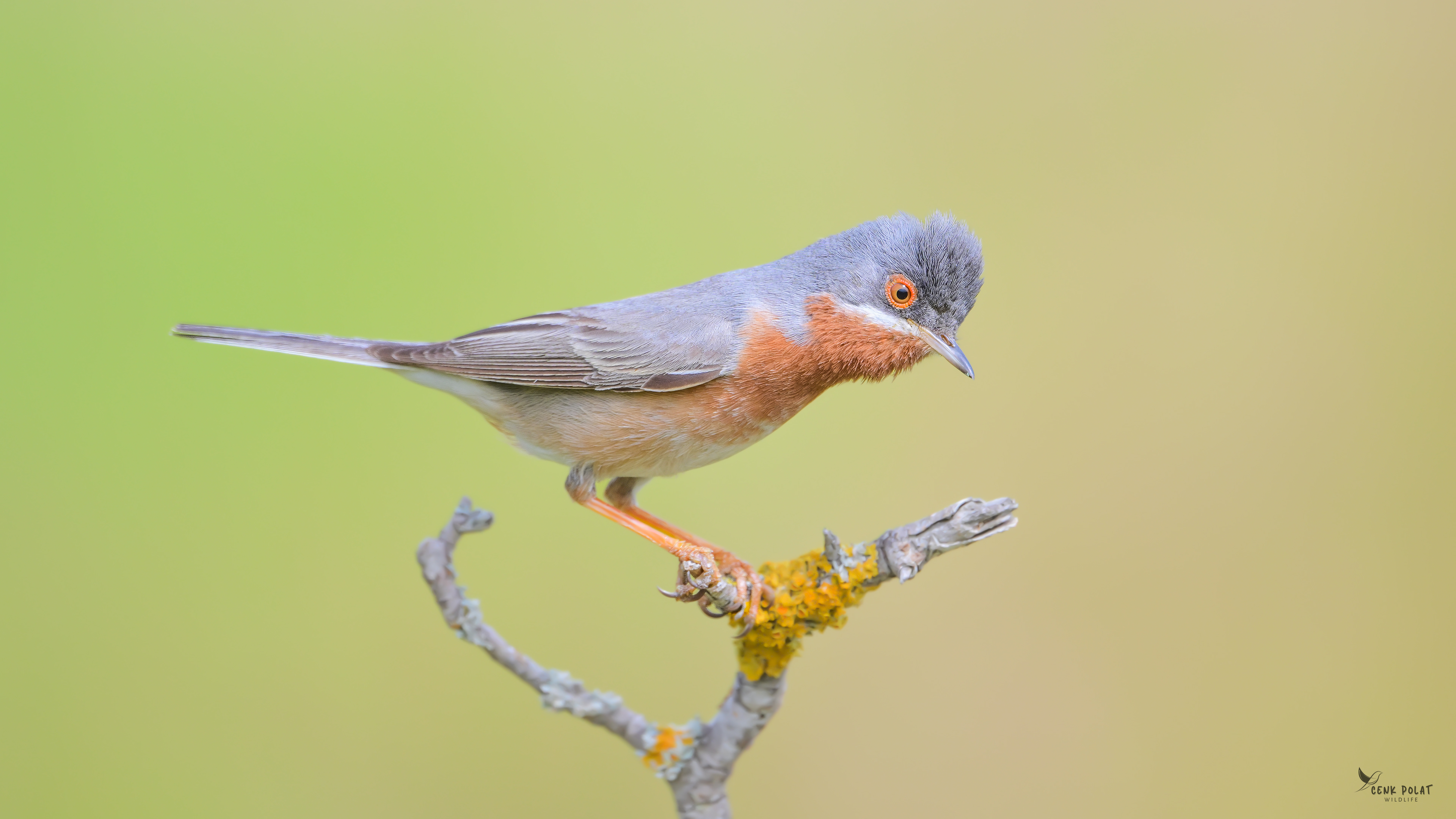 Subalpine Warbler